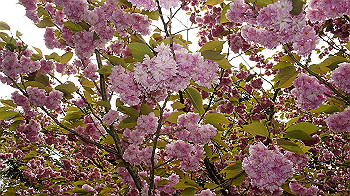 dsc00096_thumb.jpg