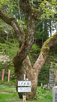 dsc00137_thumb.jpg
