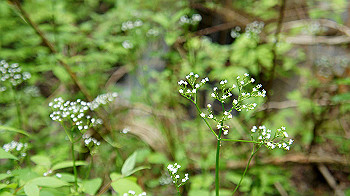 dsc00236_thumb.jpg