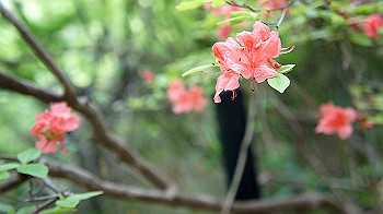 dsc00274_thumb.jpg