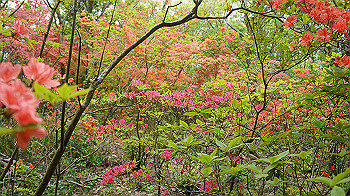 dsc00286_thumb.jpg
