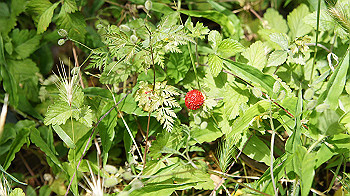 dsc00076_thumb.jpg