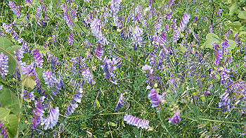 dsc00150_thumb.jpg