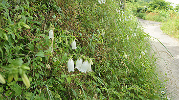 dsc00161_thumb.jpg