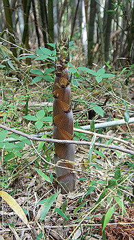 dsc00175_thumb.jpg