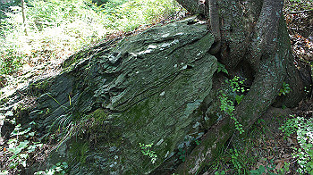 dsc00184_thumb.jpg