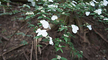 dsc00207_thumb.jpg