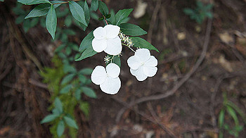 dsc00208_thumb.jpg