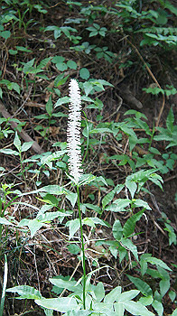 dsc00232_thumb.jpg