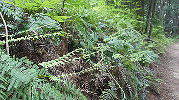 dsc00352_thumb.jpg