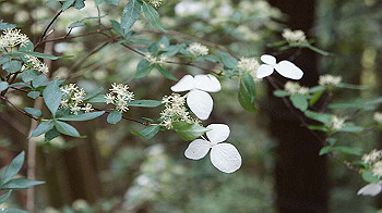 dsc00429_thumb.jpg