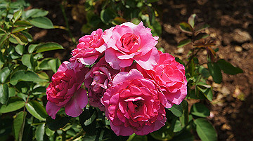 dsc00071_thumb.jpg