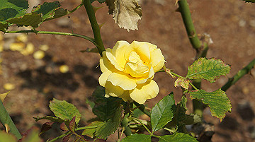 dsc00074_thumb.jpg