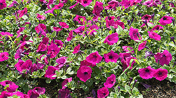 dsc00111_thumb.jpg