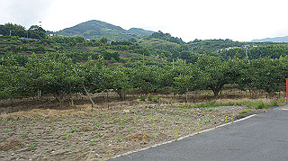 dsc00036_thumb.jpg