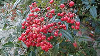 pa250075_thumb.jpg
