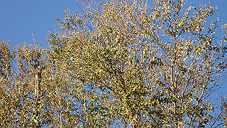 pa250099_thumb.jpg