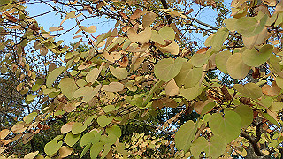 pa250102_thumb.jpg