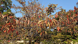 pa250109_thumb.jpg