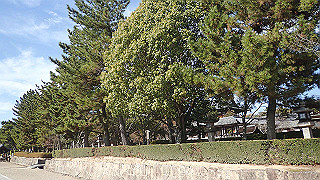 pc102449_thumb.jpg
