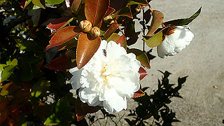 pc102476_thumb.jpg