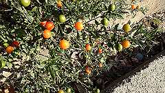 pc232637_thumb.jpg