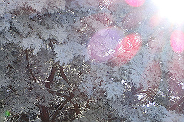 p2040405_thumb.jpg
