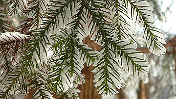 p2040468_thumb.jpg