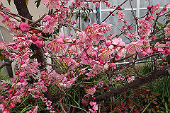 p3080499_thumb.jpg