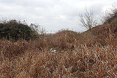 p3080546_thumb.jpg