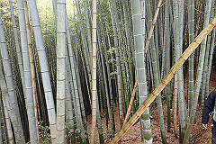 p3080552_thumb.jpg