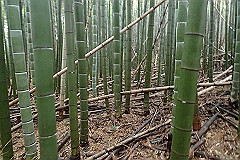 p3080555_thumb.jpg