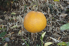 p3080571_thumb.jpg