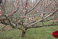 p3080574_thumb.jpg