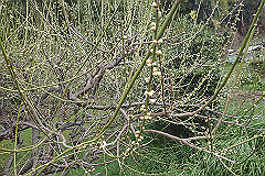 p3080583_thumb.jpg