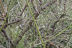 p3080585_thumb.jpg