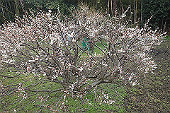 p3080586_thumb.jpg