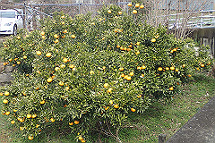 p3080608_thumb.jpg