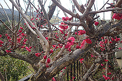 p3080618_thumb.jpg