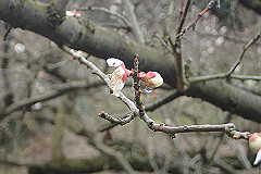 p3080650_thumb.jpg