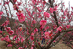 p3080687_thumb.jpg