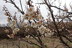 p3080692_thumb.jpg