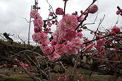 p3080697_thumb.jpg