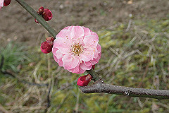 p3080701_thumb.jpg