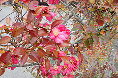 p3080702_thumb.jpg