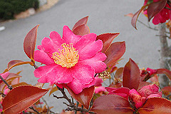 p3080703_thumb.jpg