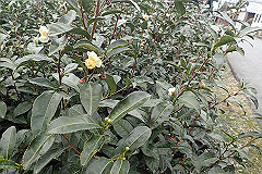 p3080707_thumb.jpg
