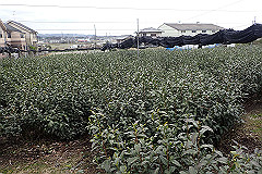 p3080708_thumb.jpg