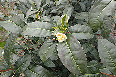 p3080709_thumb.jpg
