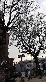 p3221115_thumb.jpg